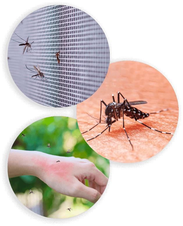 impianti e sistemi antizanzare