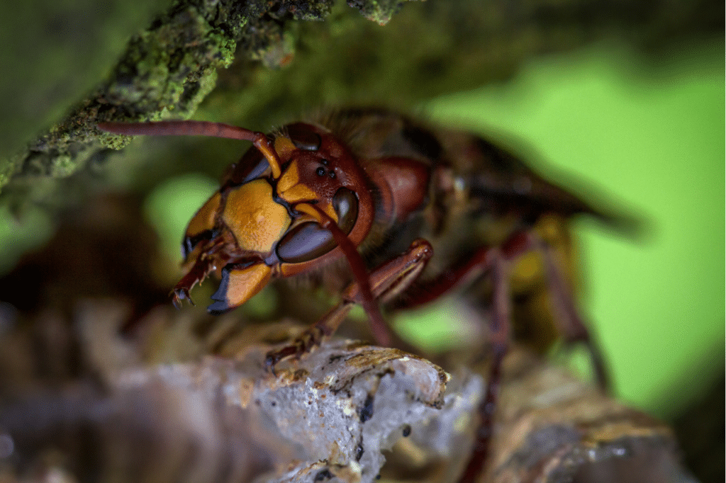 calabroni e vespe