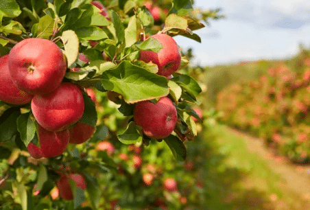 come potare le piante da frutto