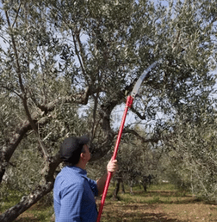 come potare un albero