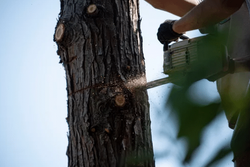 come tagliare alberi alti