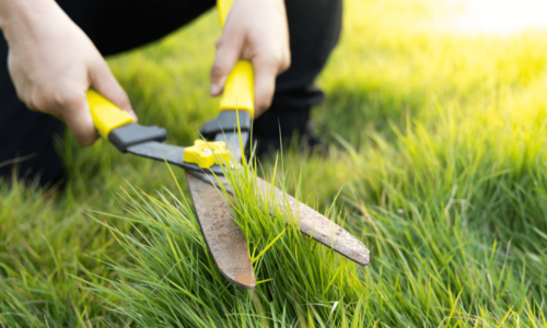 Come curare il prato?