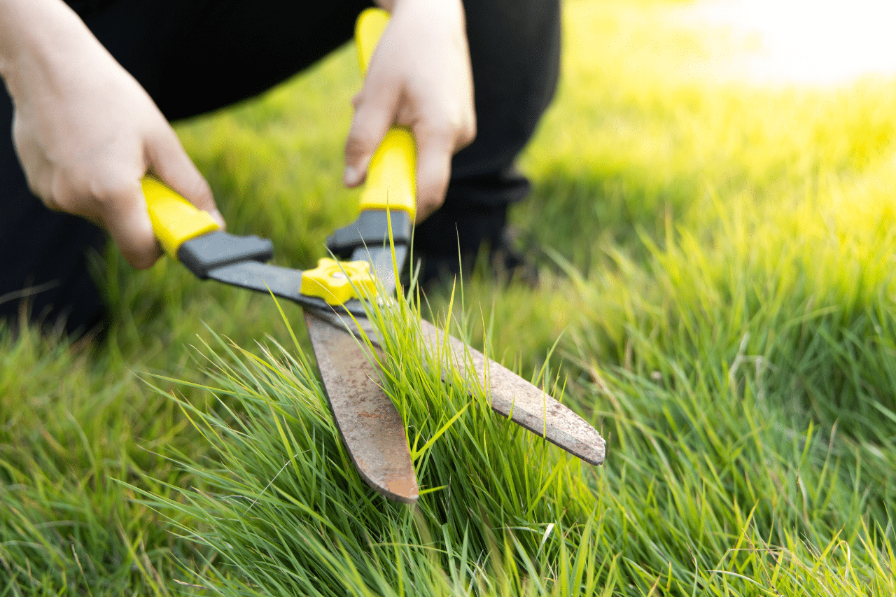 Al momento stai visualizzando Come curare il prato?