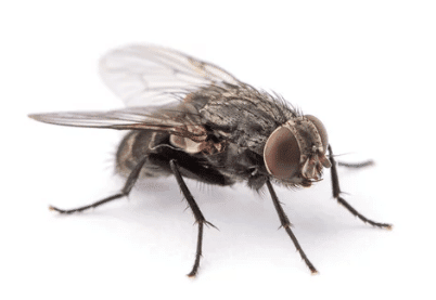 مكافحة الآفات في روما