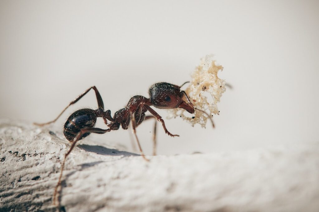 disinfestazioni formiche roma