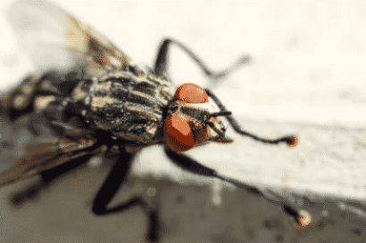 الذباب روما