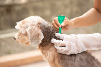 trattamento per pulci sul cane
