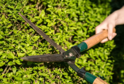 quando potare le siepi