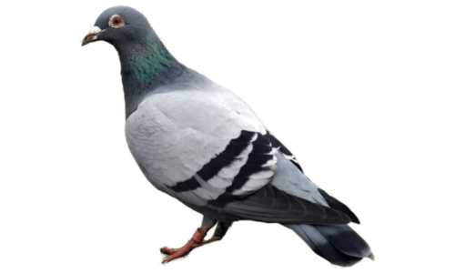Piccione Torraiolo: Caratteristiche e Infestazione