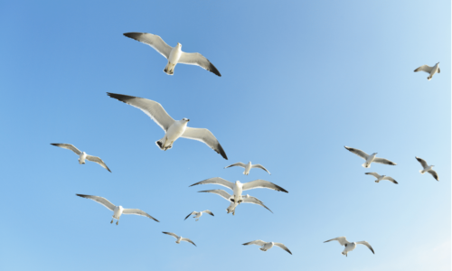 Gabbiano: è una specie protetta?