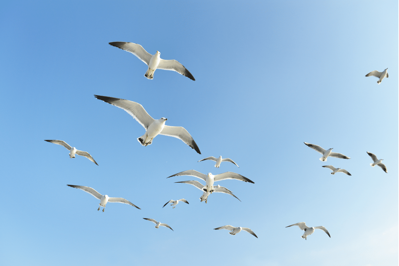 Al momento stai visualizzando Gabbiano: è una specie protetta?