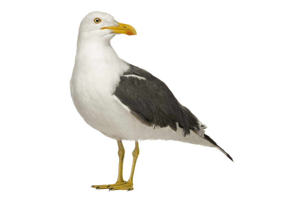 immagini di gabbiani