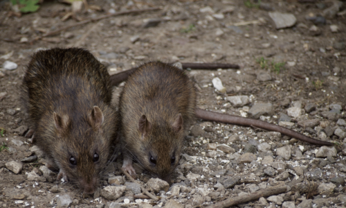 Quali sono le malattie trasmesse dai topi?