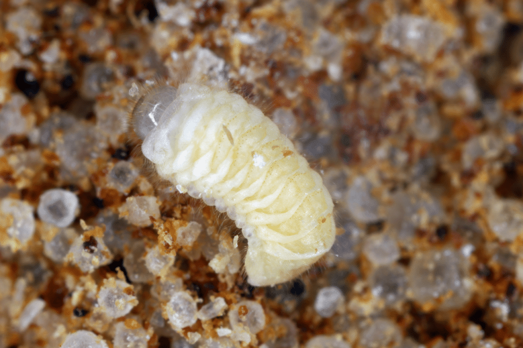 larva anobio del pane