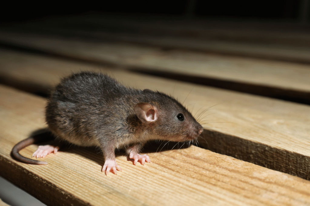 malattie portate dai topi