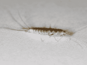 pesciolini d'argento pesciolini d'argento