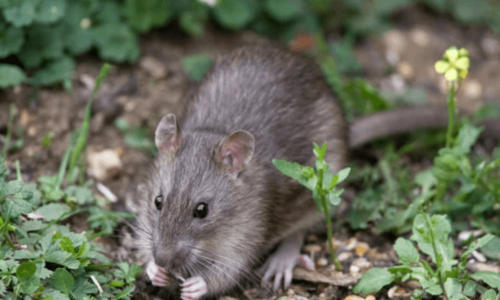 Piante che attirano i topi