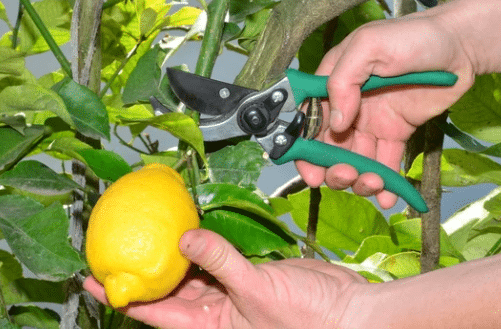 potatura alberi limone