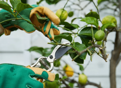 potatura dei limoni