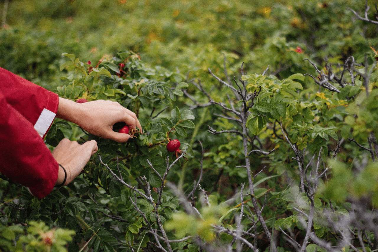 Al momento stai visualizzando Potatura Piante da Frutta