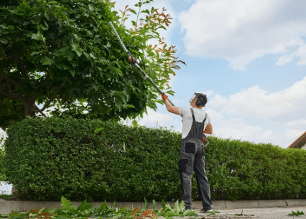 potatura rami secchi