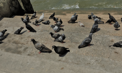 Quali sono le malattie piccioni?