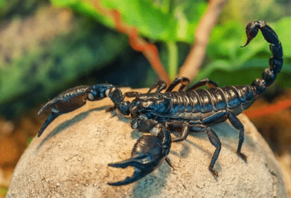 scorpioni in italia in casa