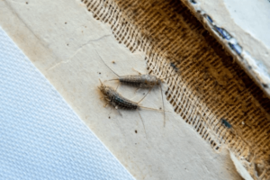 insetti della polvere bianchi insetti della polvere bianchi