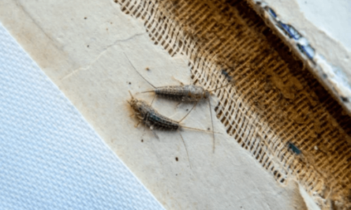 Perché ci sono i pesciolini d’argento in casa?