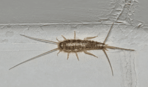 insetti argentati insetti argentati