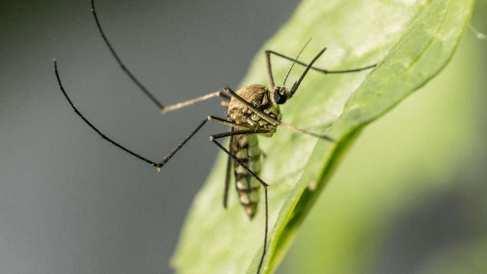 sistema antizanzare perimetrale giardino
