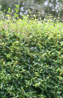 taglio siepi periodo