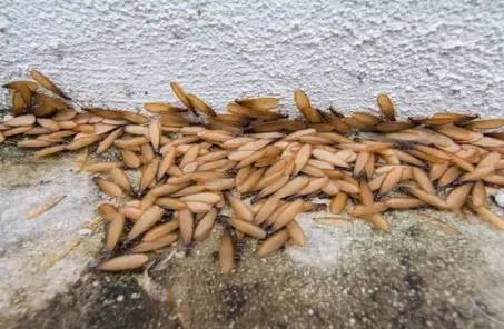 مثال على النمل الأبيض الخشب المجنح