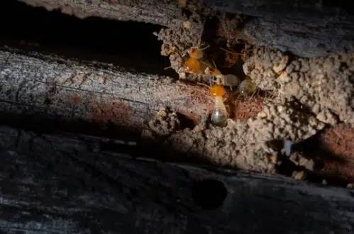 مثال على نمل الخشب الأبيض