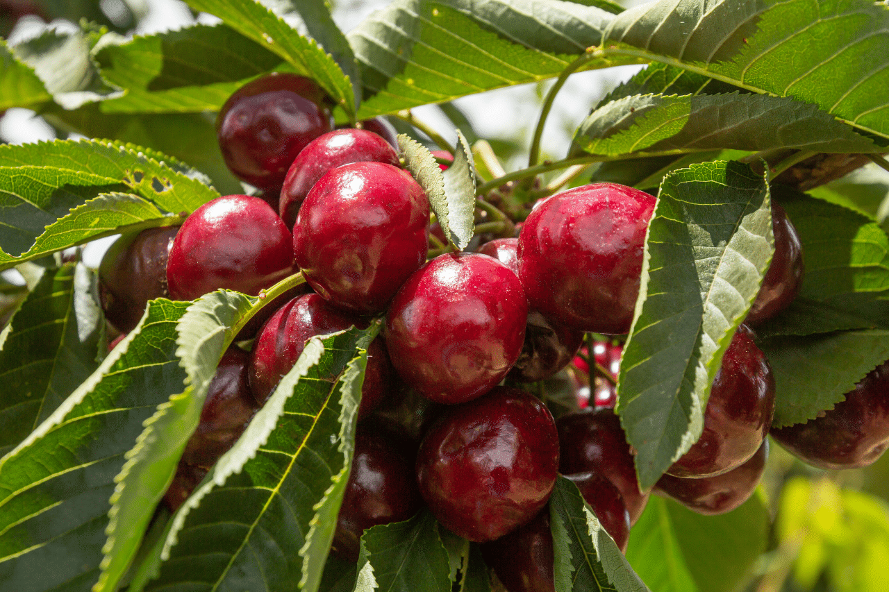 Al momento stai visualizzando Potatura Ciliegio